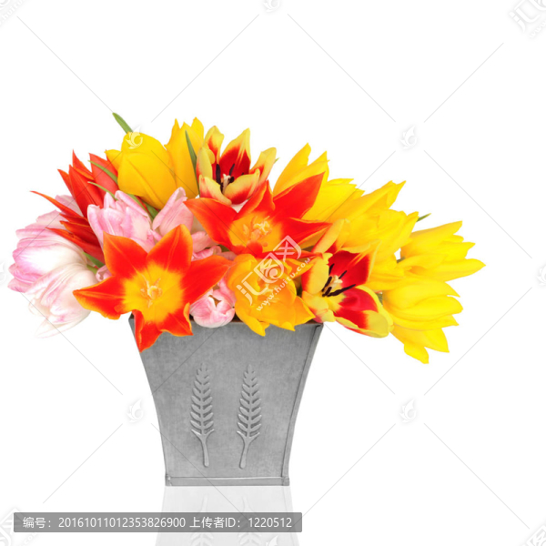 郁金香花的美