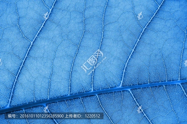 中文摘要彩色葉結(jié)構(gòu)