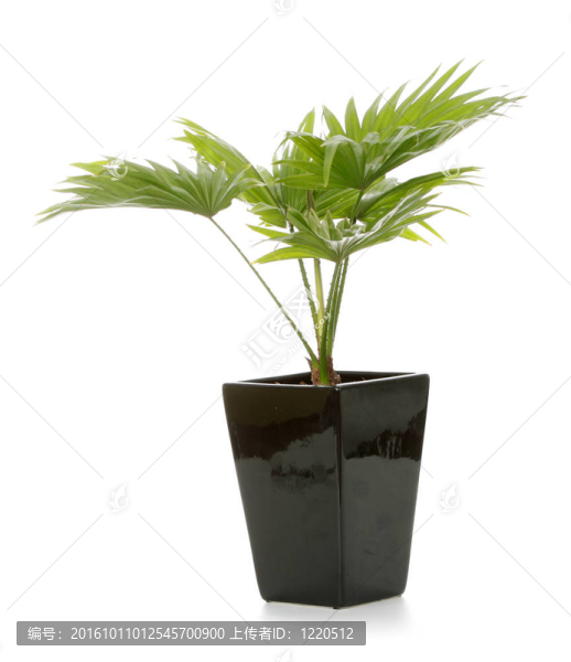 噴泉棕櫚