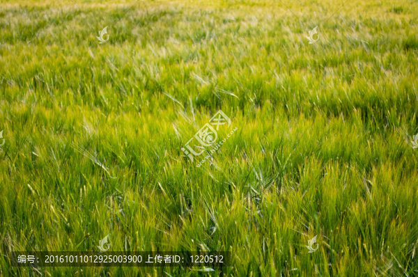 糧食領(lǐng)域