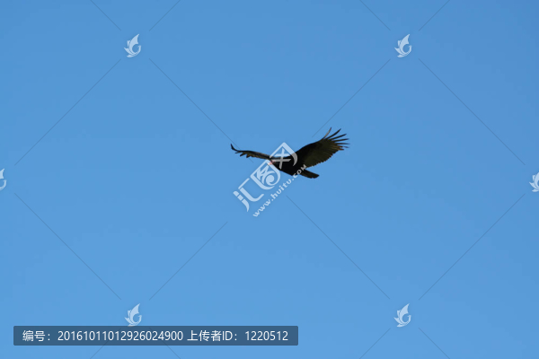 土耳其禿鷲