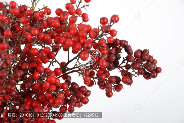 白色背景下的紅色水果