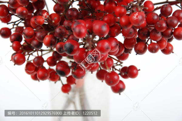 白色背景下的紅色水果