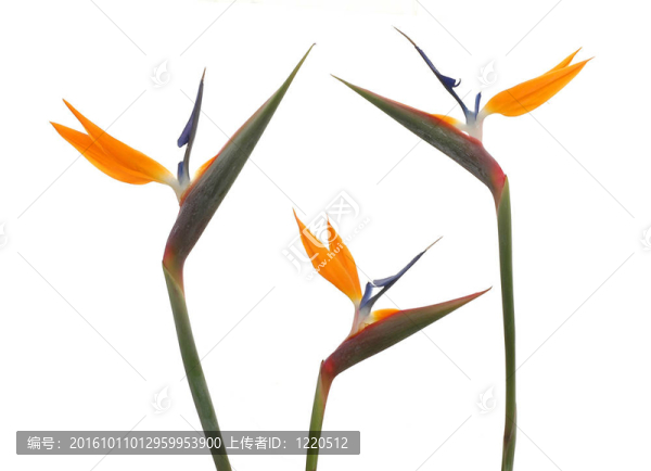 天堂鳥(niǎo)