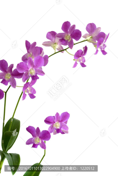蘭花