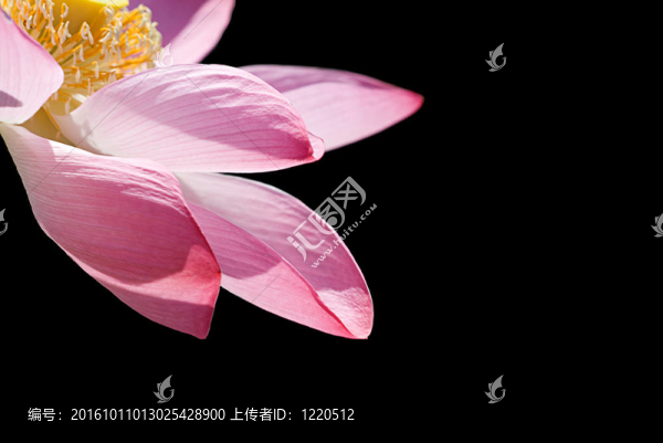 蓮花在黑色