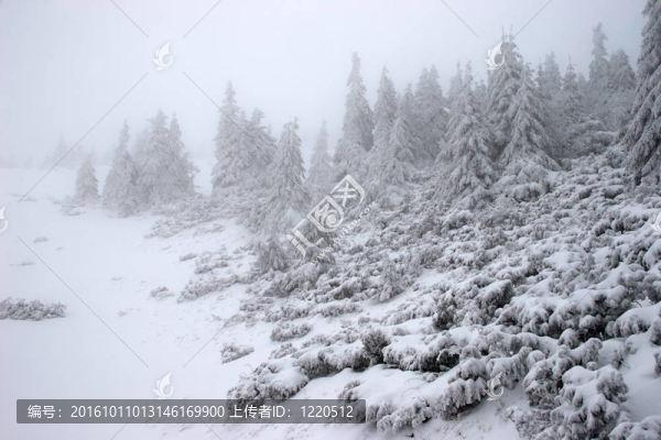 暴風雪中的冷杉林