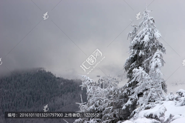 背景中有雪云的冷杉