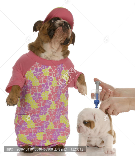 擔(dān)心的母親-英國(guó)斗牛犬的母親擔(dān)心的表情，小狗在獸醫(yī)