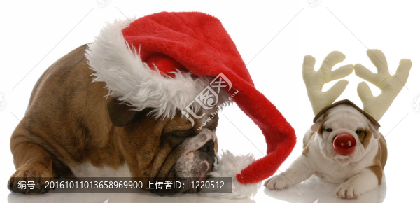 英國斗牛犬裝扮成圣誕老人和魯?shù)婪虻男」? title=