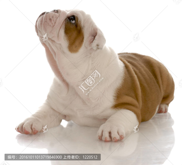 紅色和白色的英國斗牛犬放下尋找七周齡