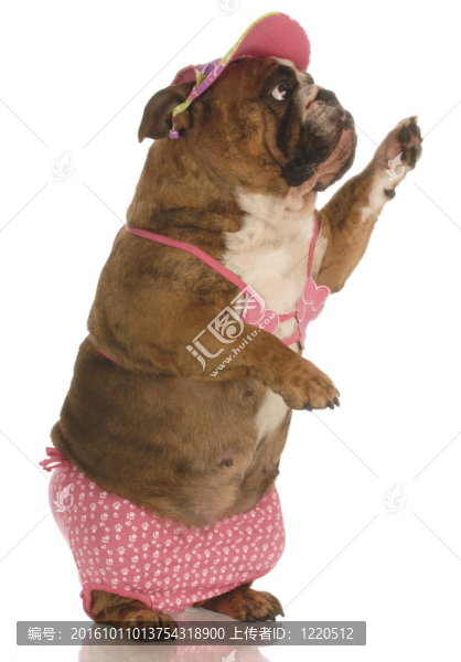 英國斗牛犬身穿粉色比基尼站著