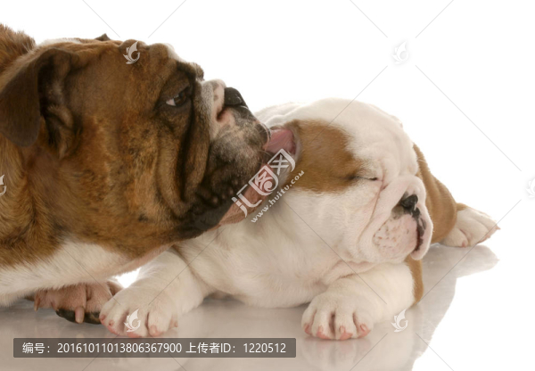 英國斗牛犬幼犬被清理的母親在白色背景