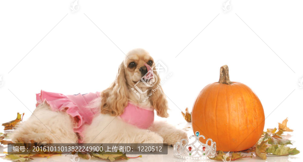 萬圣節(jié)的狗-美國可卡犬扮成公主躺在南瓜
