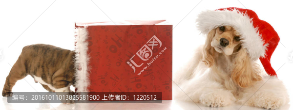 美國可卡犬戴著圣誕老人的帽子丟在圣誕袋和小狗在里面