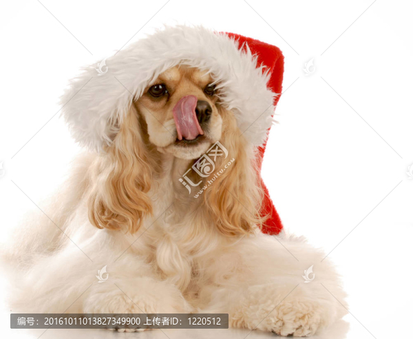 美國(guó)可卡犬舔嘴唇戴著紅色的圣誕帽與白色背景反射
