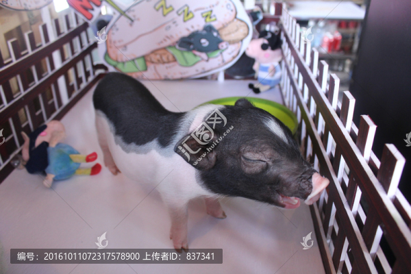 寵物豬
