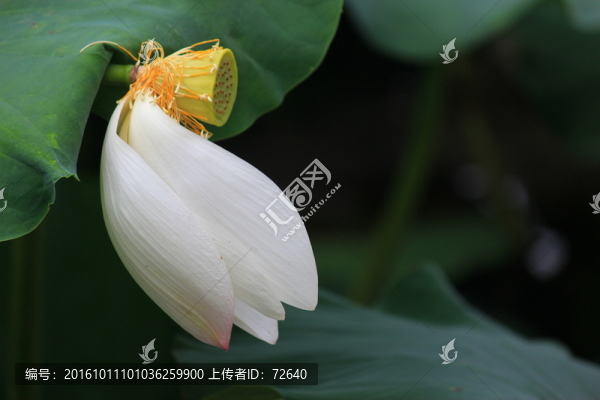 殘荷