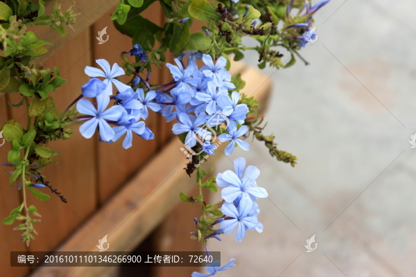 花卉攝影