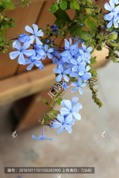 繡球花