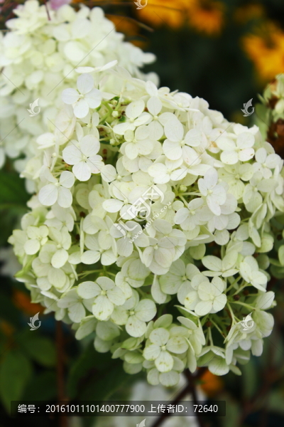 繡球花