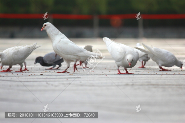 鴿子