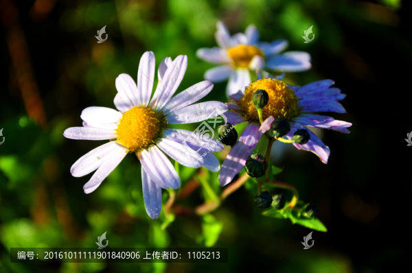 野菊花