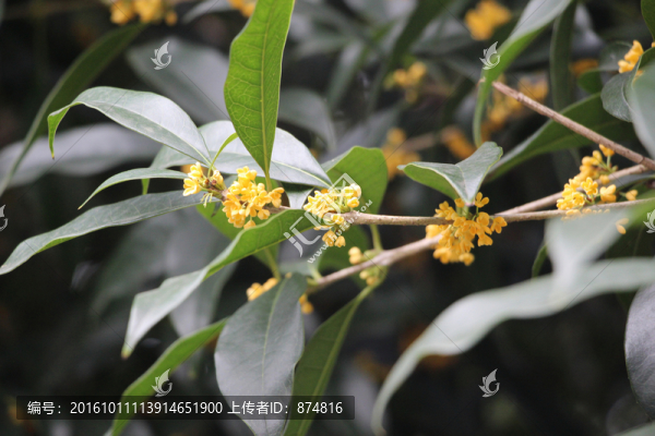 桂花