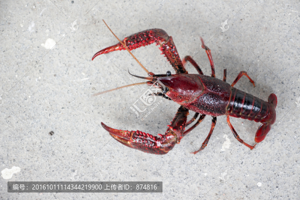 小龍蝦