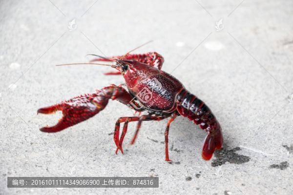 小龍蝦