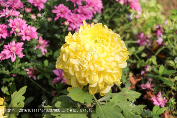 菊花