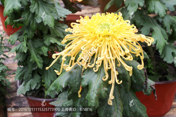 菊花