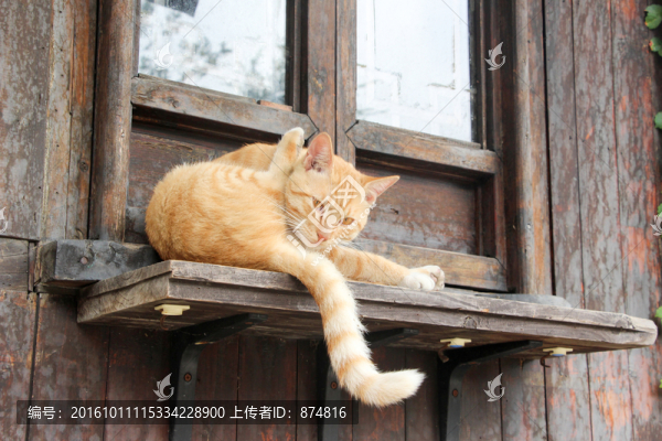 貓咪