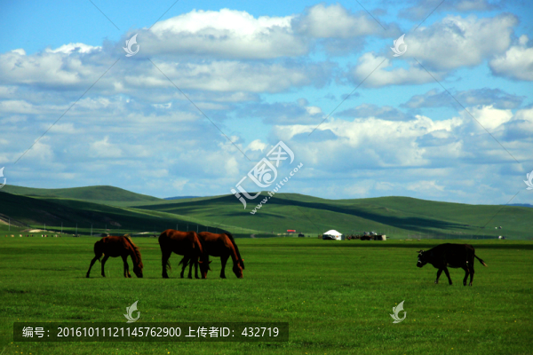 草原馬群蒙古包