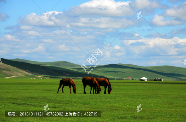 草原馬群蒙古包