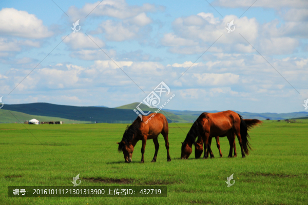 夏季草原馬群蒙古包牧場