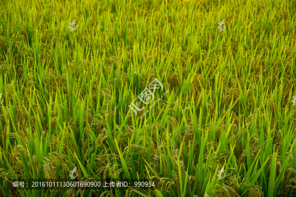 水稻,稻谷,稻田