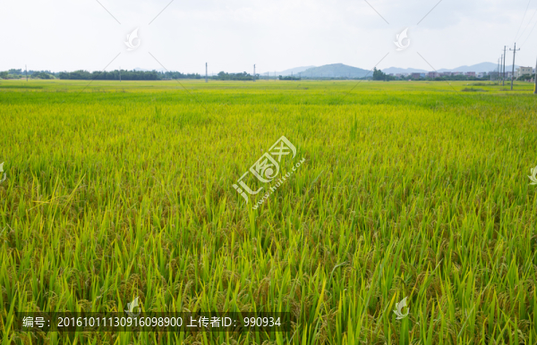 水稻,稻谷,稻田
