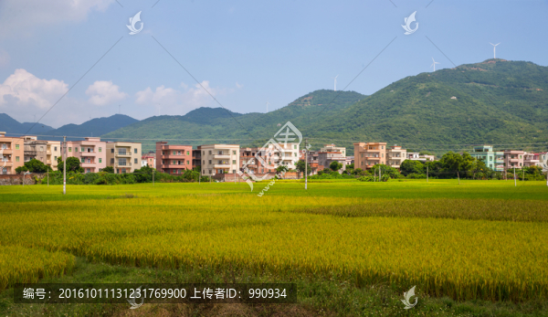 水稻,稻谷,稻田
