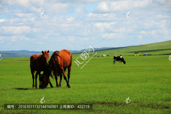 夏季草原吃草的馬