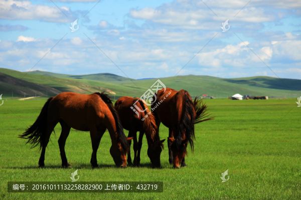 草原牧場蒙古包馬群