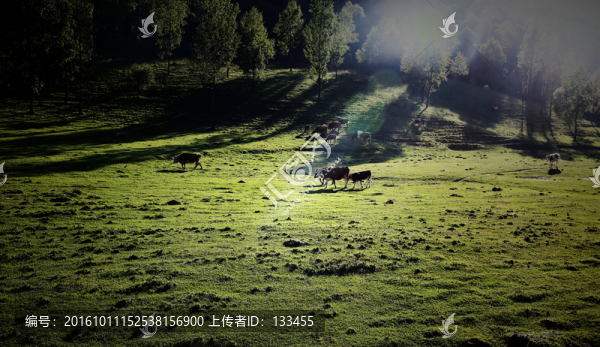 關(guān)山牧場