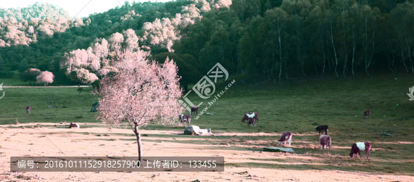 關(guān)山牧場