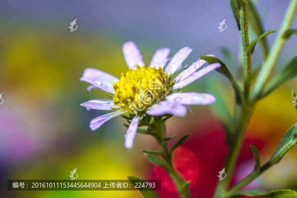 山菊花