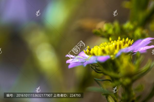 山菊花