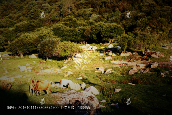 關山牧場