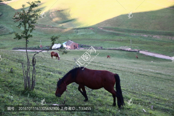 關(guān)山牧場(chǎng)