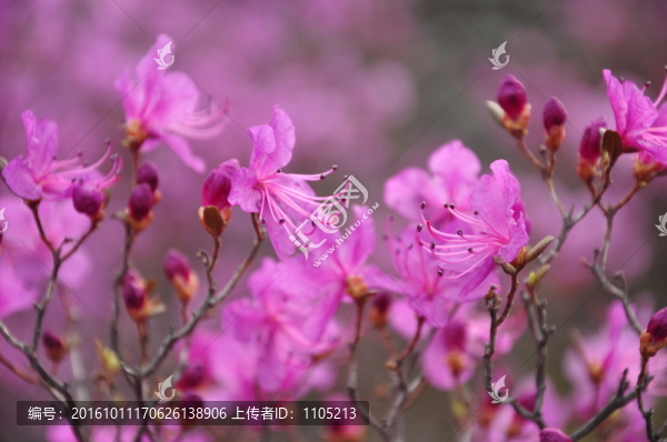 杜鵑花
