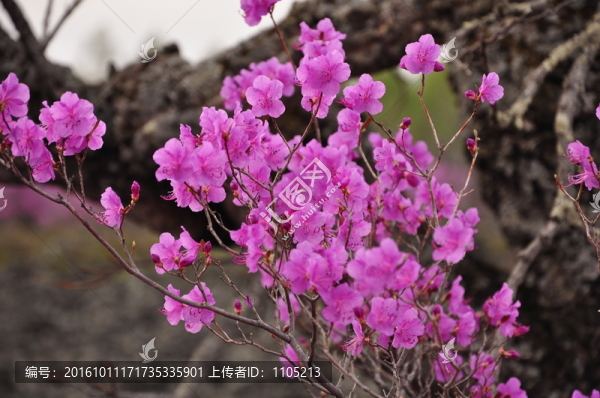杜鵑花