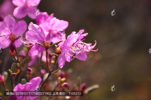 杜鵑花